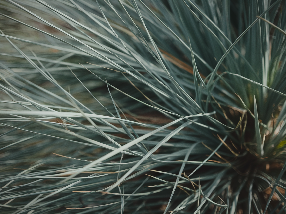 Close-up of Bermuda grass blades showing fine texture
