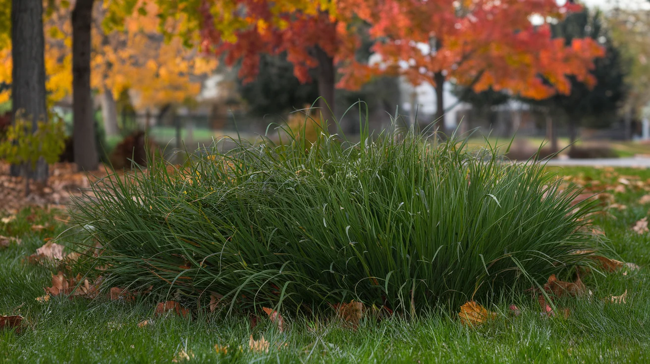 Tall Fescue in fall
