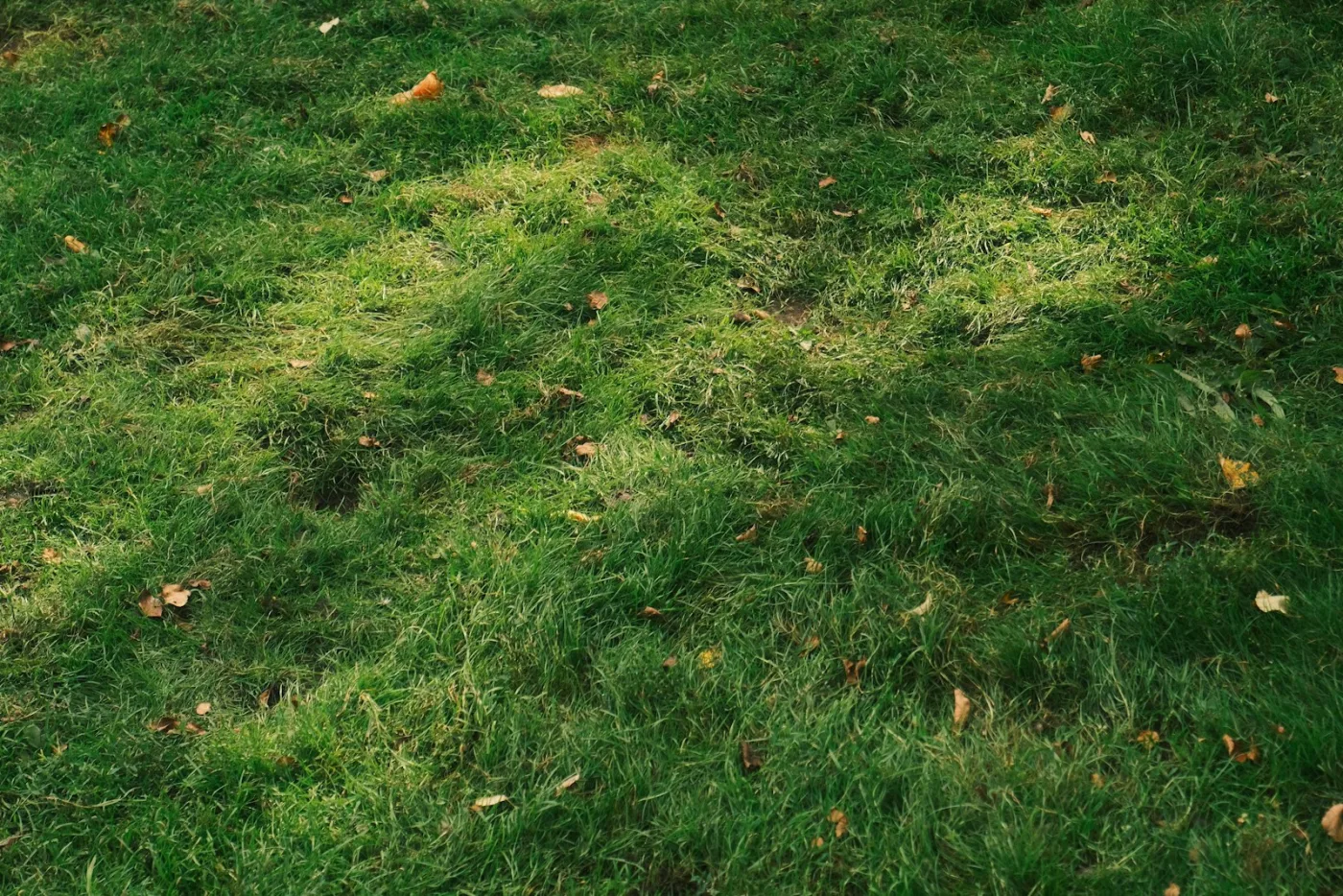 Fall lawn beginning the autumn transition — August is when you order seed and fertilizer for September overseeding before garden centers stock out