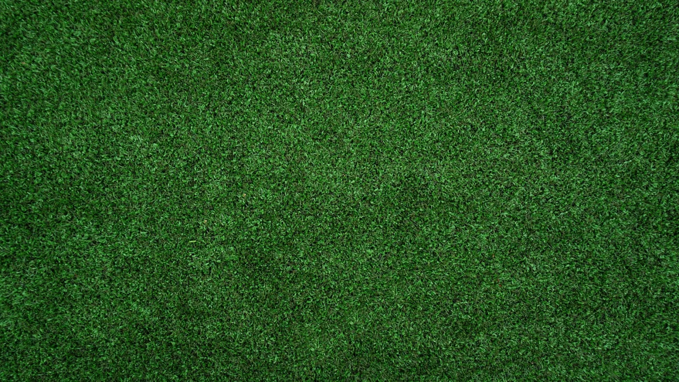 Healthy mid-summer lawn — June is the transition month where mowing height, watering depth, and fertilizer timing all shift to summer mode