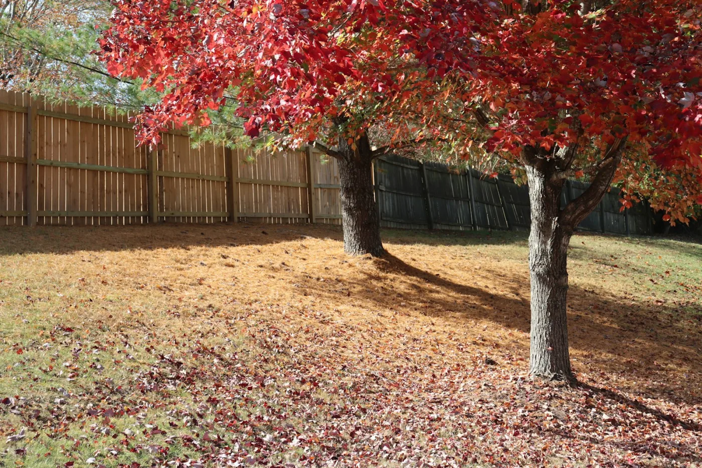 Late-fall yard transitioning to winter — December planning maps next year's pre-emergent, fertilizer, and overseeding windows