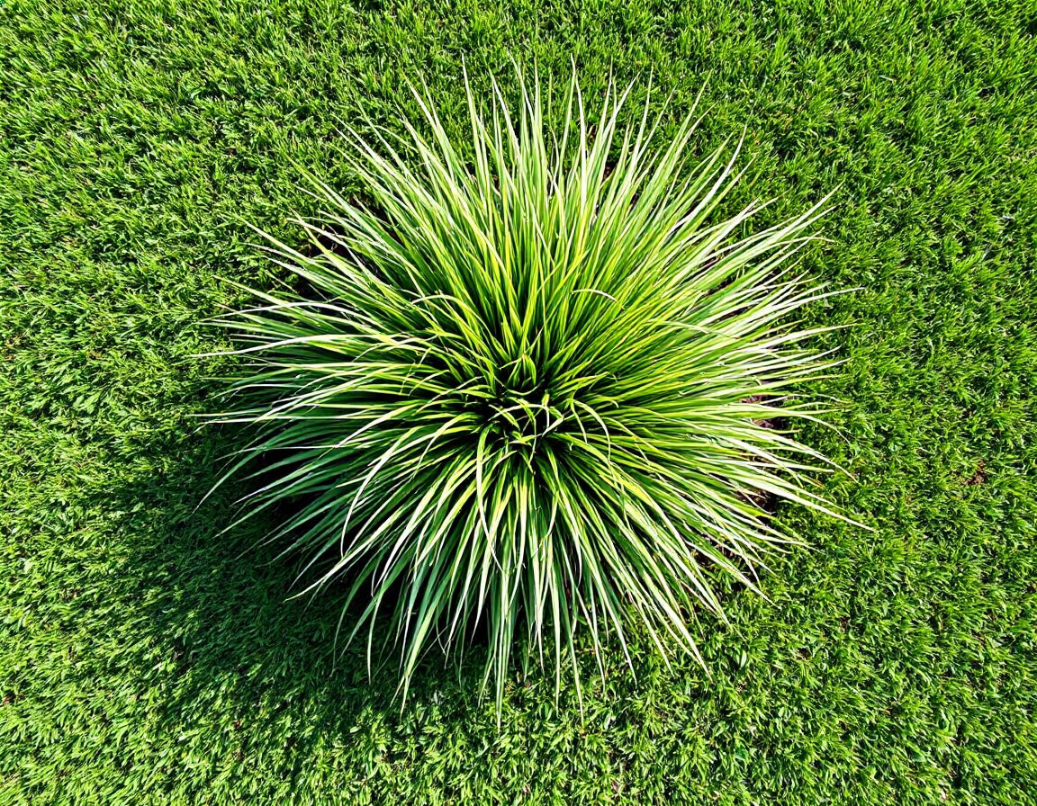 Mature dallisgrass clump growing through a southern bermuda grass lawn, the coarse upright weed standing visibly taller than surrounding short bermuda turf