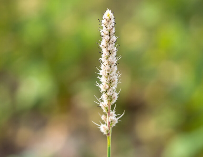 Macro close-up of a dallisgrass seed head showing the alternating spike-like racemes on a tall central stalk with characteristic black-haired seeds