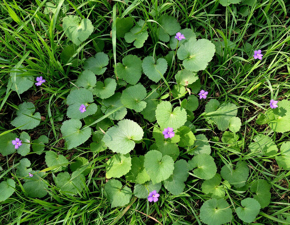 Established wild violet (Viola sororia) patch in a Kentucky bluegrass lawn under tree canopy, showing heart-shaped scalloped leaves and purple five-petaled flowers