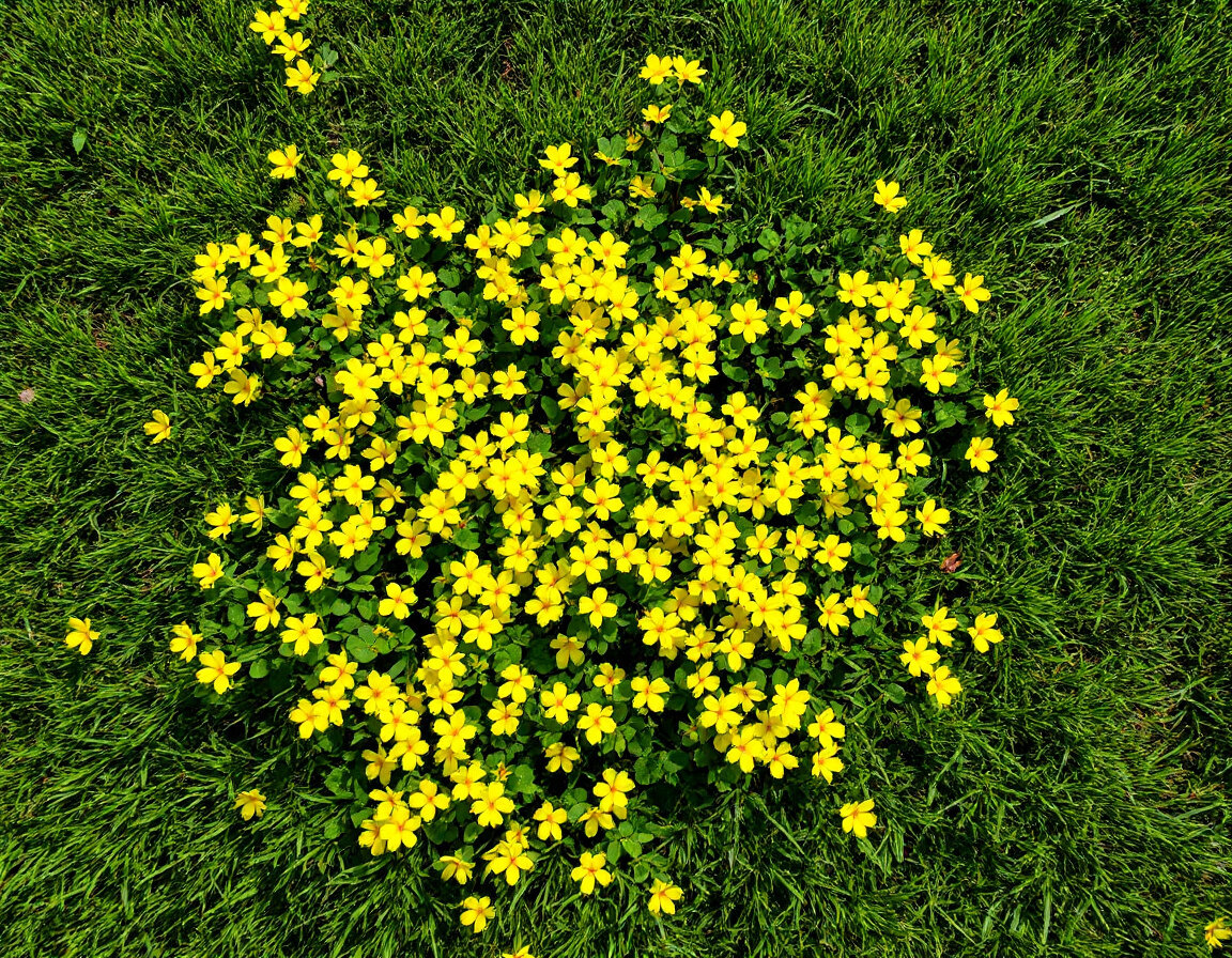 Yellow oxalis (Oxalis stricta) invading a tall fescue lawn with bright yellow five-petaled flowers visible among three-leaflet plants