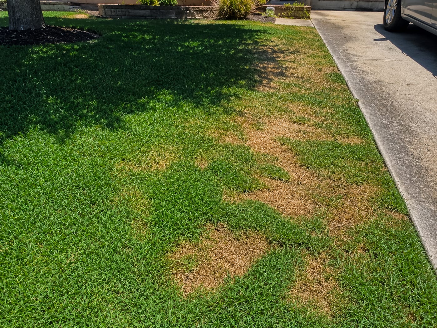 Chinch bug damage on a St. Augustine lawn — irregular yellow-brown patches spreading from the hot, sunny driveway edge