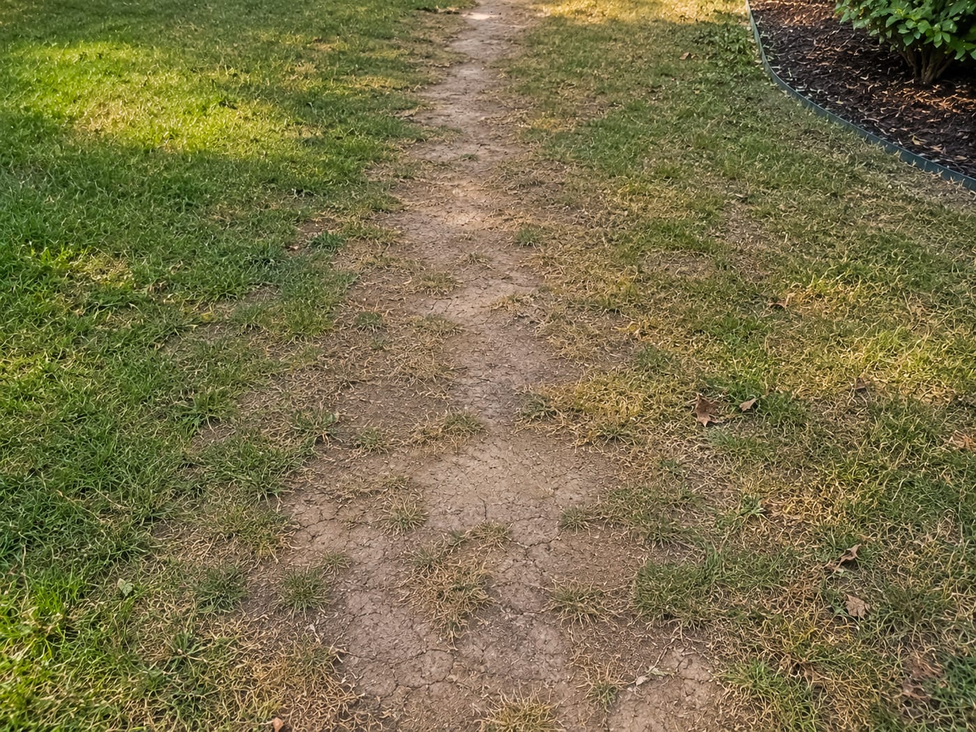 Compacted soil damage in a residential lawn — thin yellow grass and exposed hard-packed clay along a worn high-traffic path