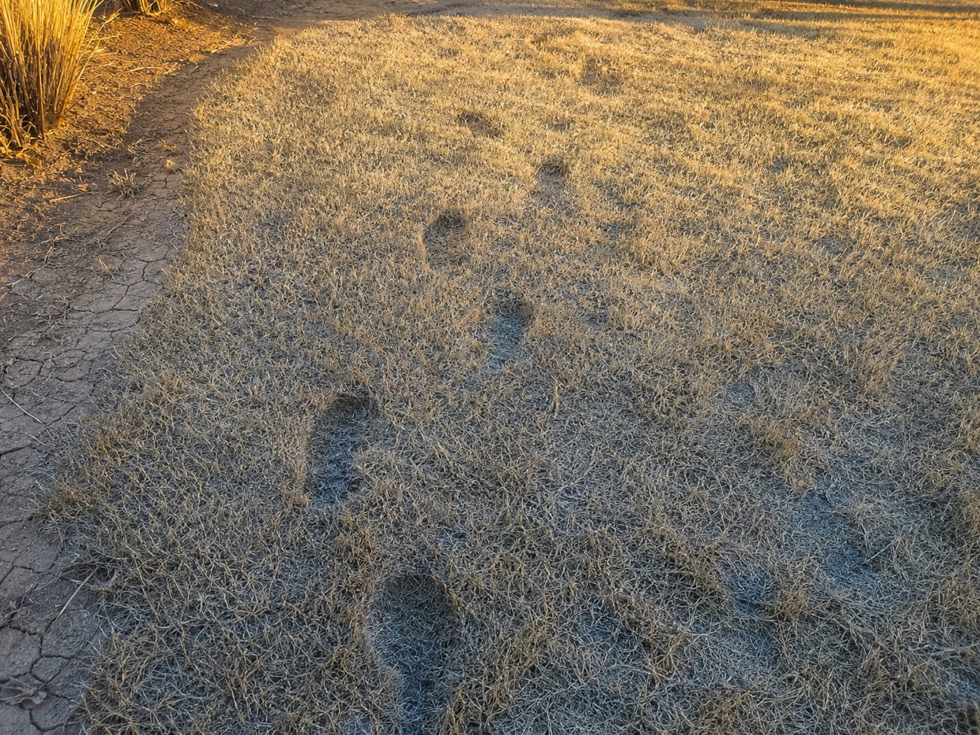 Drought stress footprint test — visible footprints remain in blue-gray dehydrated grass because the blades cannot spring back