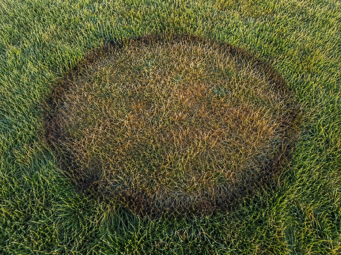 Brown patch lawn fungus — circular yellow disease patch surrounded by a darker smoke-ring border on green turf