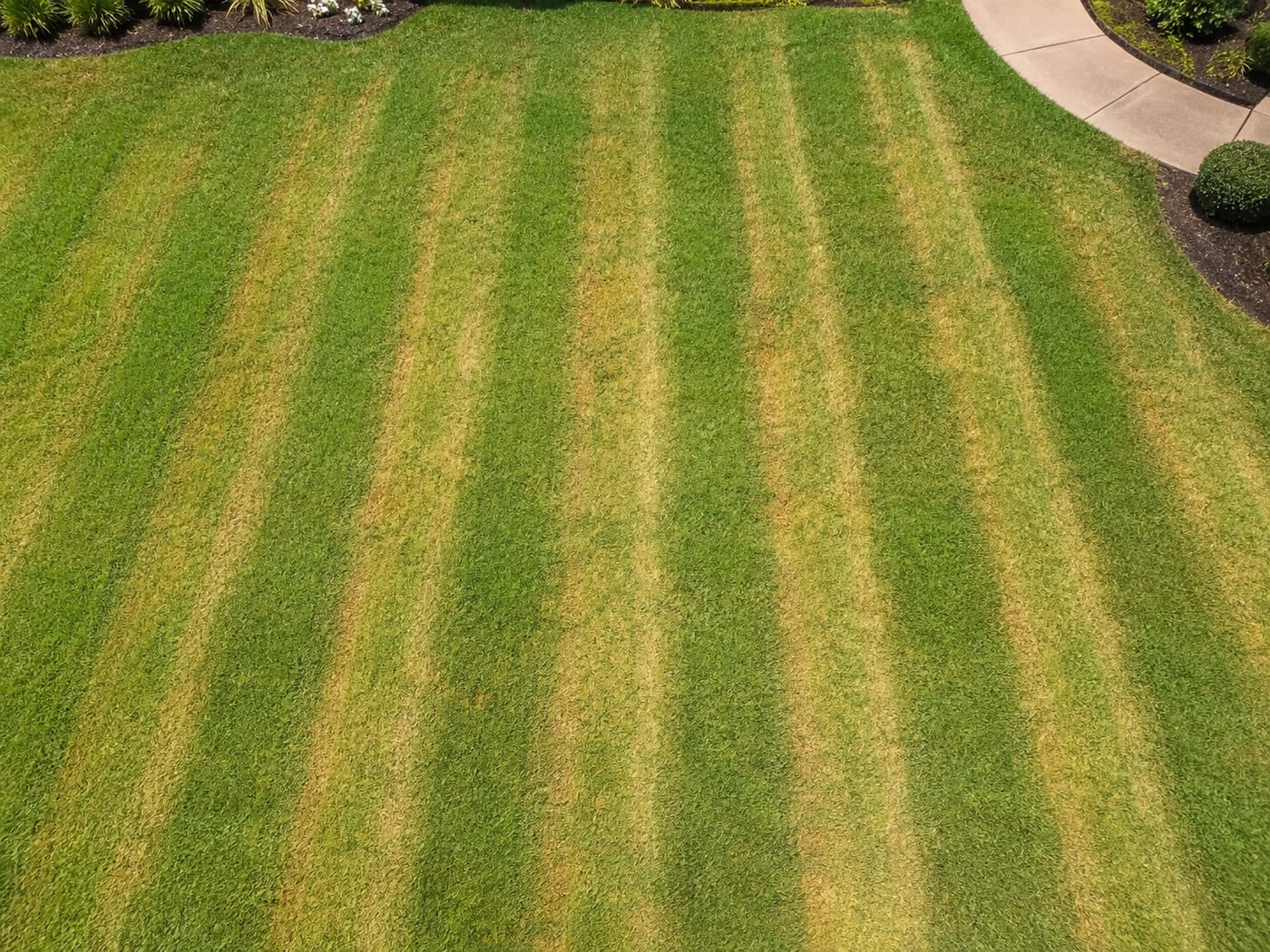Herbicide or fertilizer over-application damage — parallel yellow stripes across a green lawn matching a broadcast spreader pattern