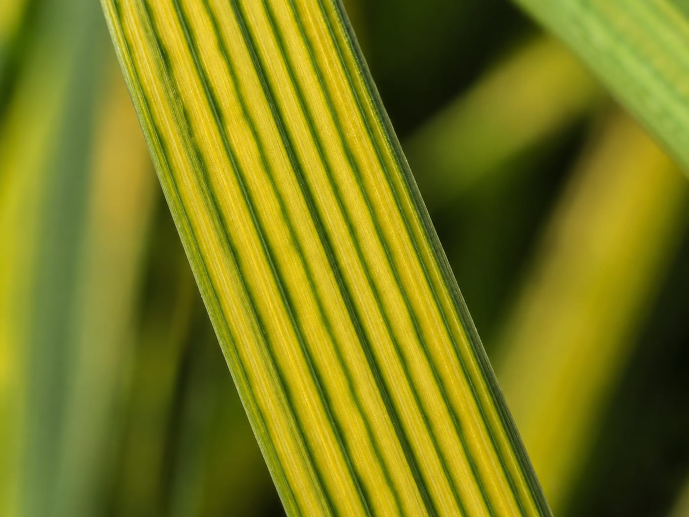 Iron chlorosis on a grass blade — interveinal yellow leaf tissue with distinctly green veins, the classic striped pattern of iron deficiency