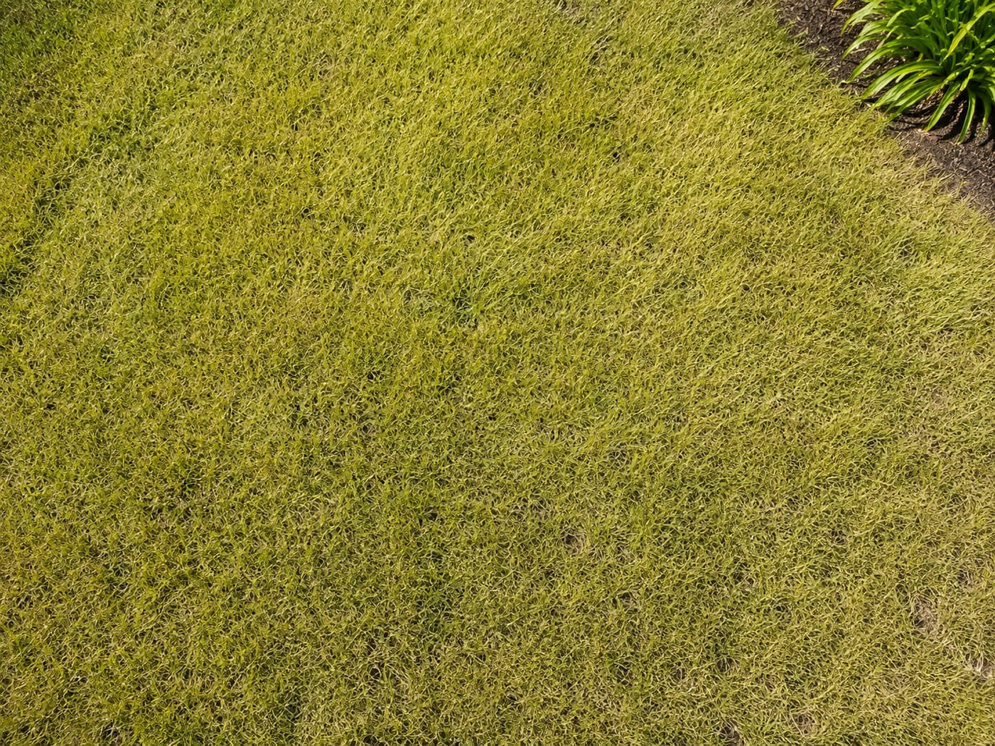 Whole lawn yellowing uniformly pale yellow-green — the textbook visual signature of nitrogen deficiency in turfgrass