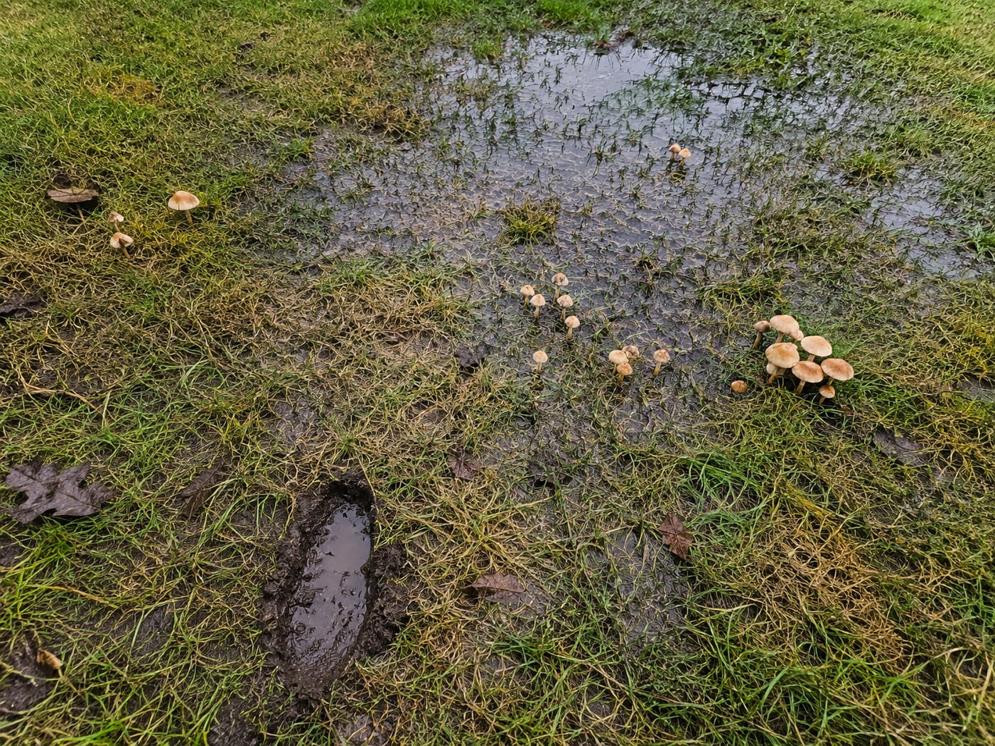 Overwatered lawn with mushrooms and standing water — yellowing turf from oxygen-starved roots in saturated soil