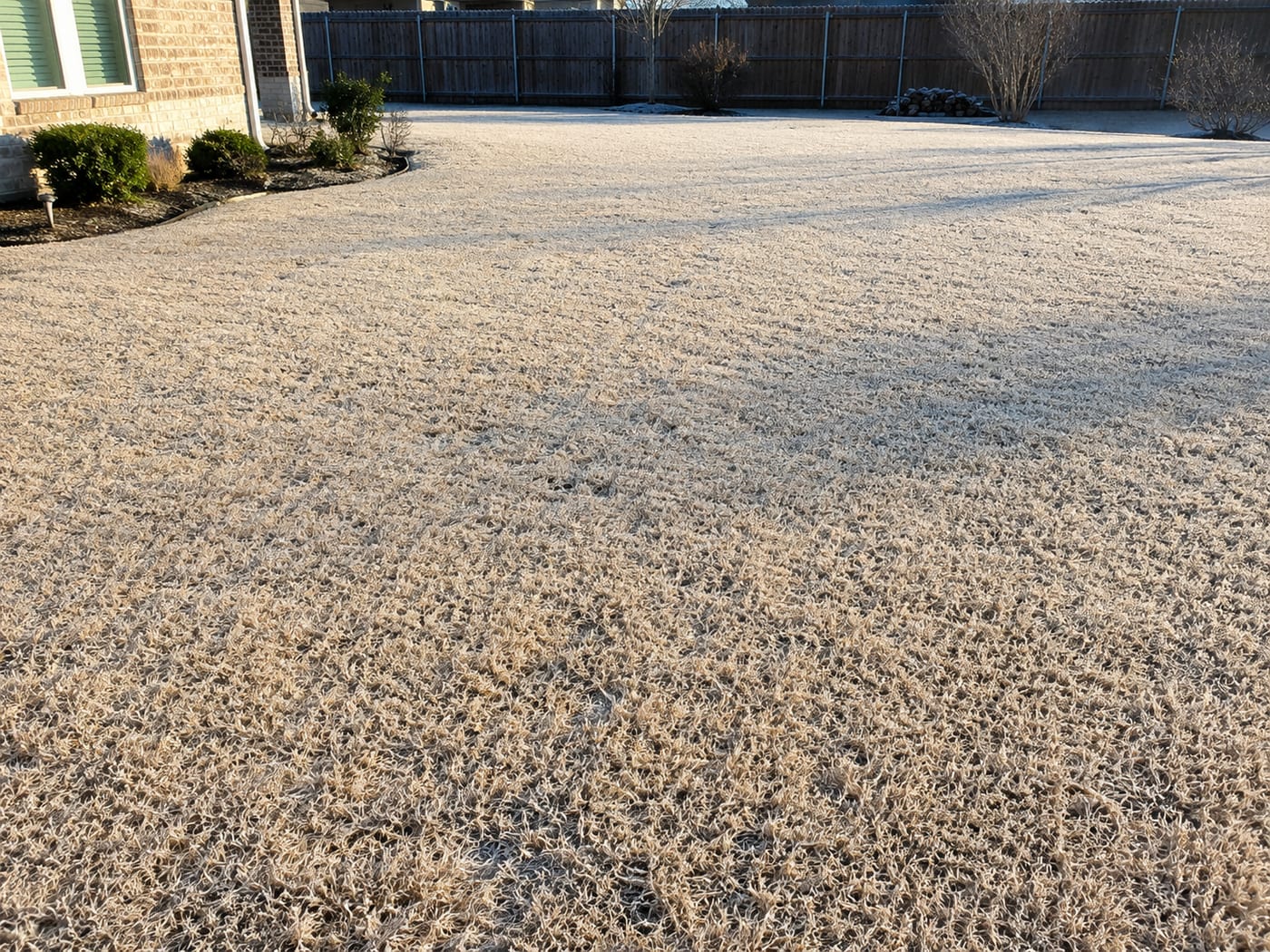 Bermuda grass lawn in normal winter dormancy — uniform tan straw color across the whole lawn with light morning frost, crowns still alive underneath