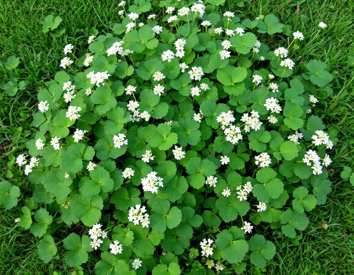White clover patch growing in lawn showing three-leaf pattern and white flowers