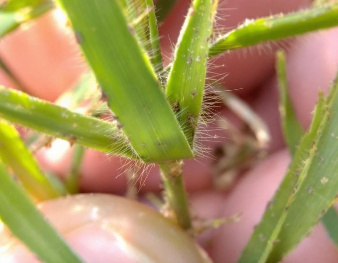 Close-up of crabgrass leaf blade showing wide, light green blades