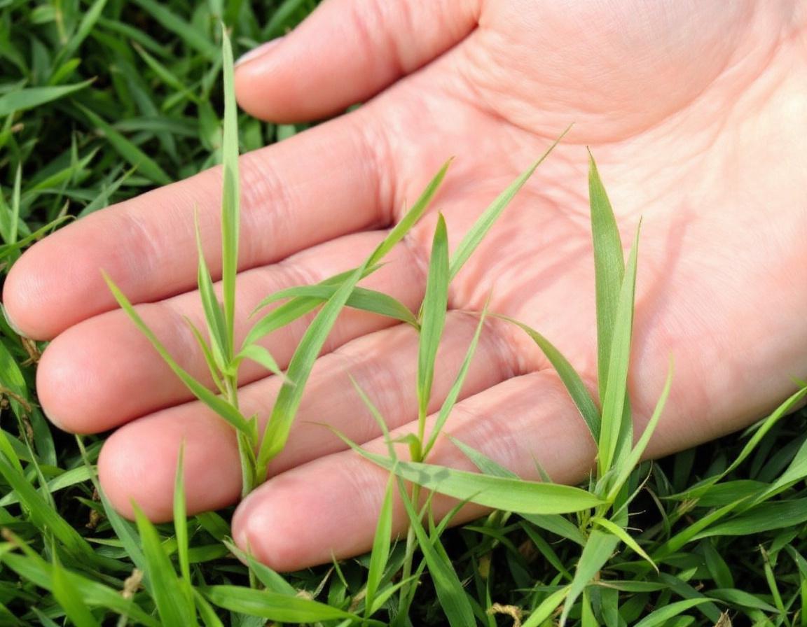 Crabgrass showing low, spreading growth pattern in lawn