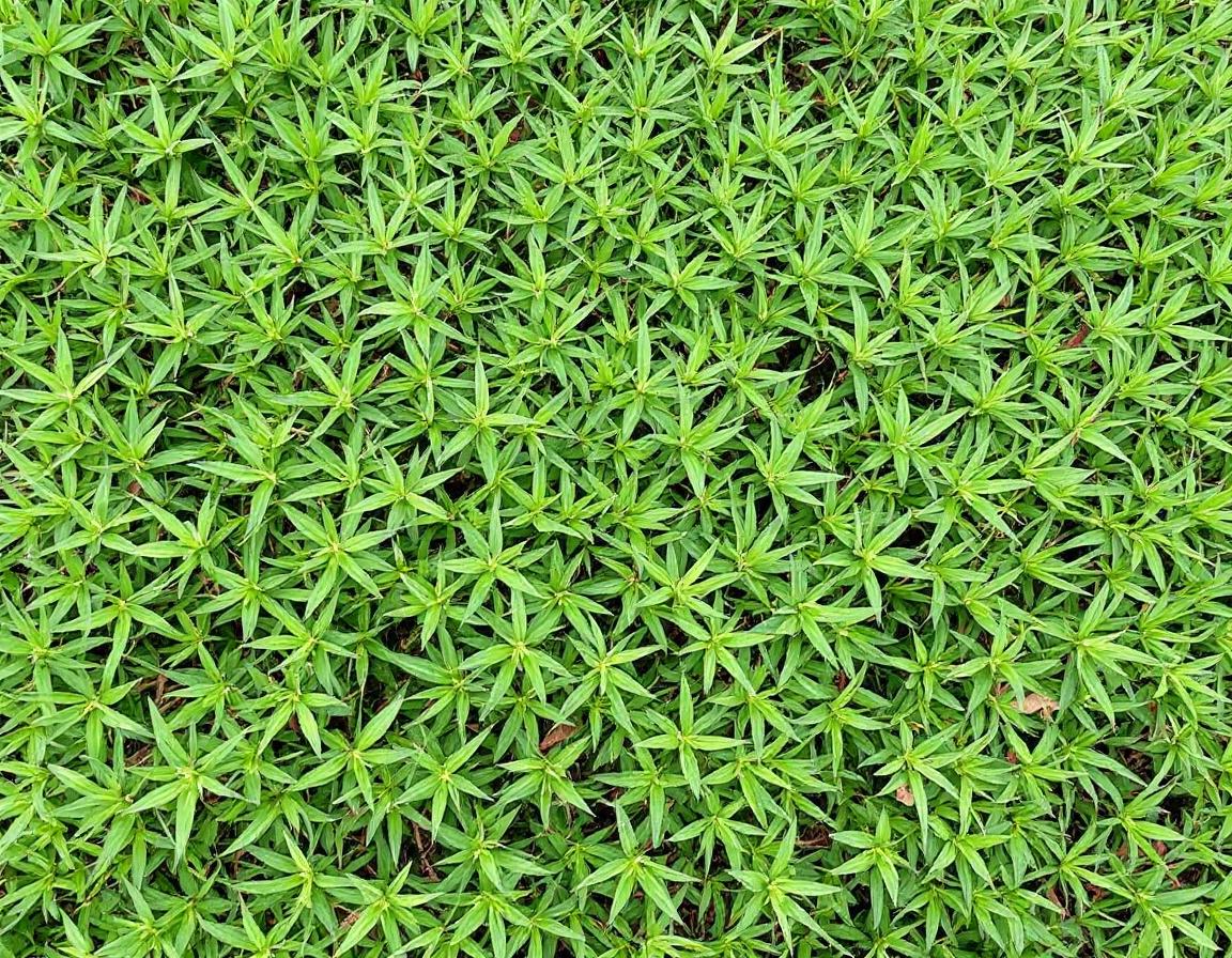 Crabgrass growing in a lawn, showing characteristic spreading growth pattern