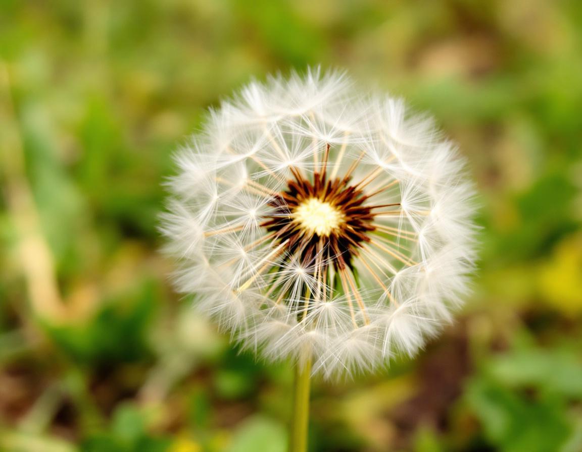 Dandelion seed head puffball with white seeds ready to disperse