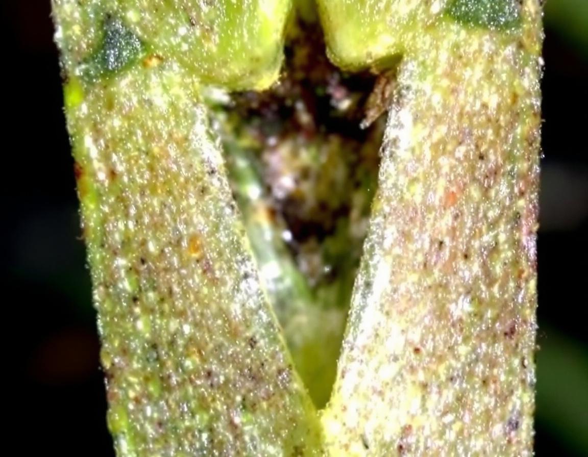 Close-up of nutsedge triangular stem cross-section