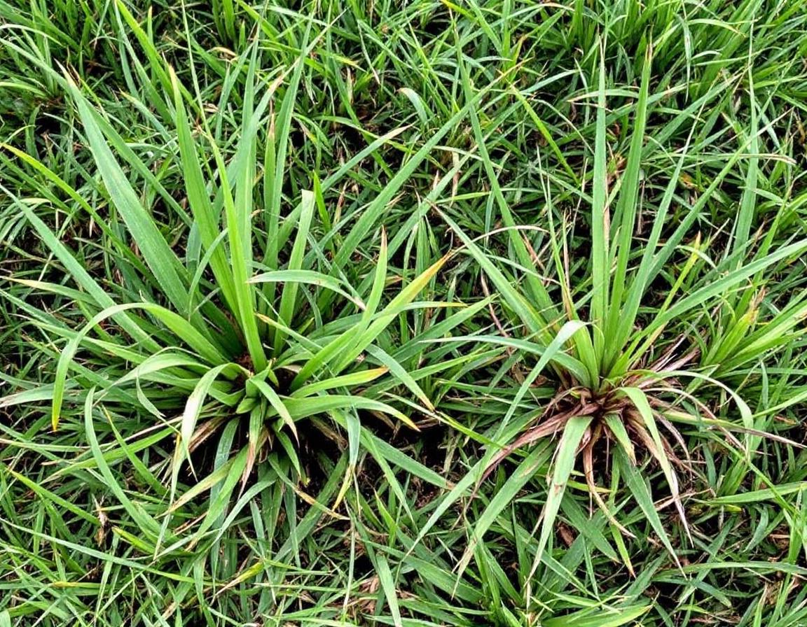 Quackgrass showing upright clumping growth pattern