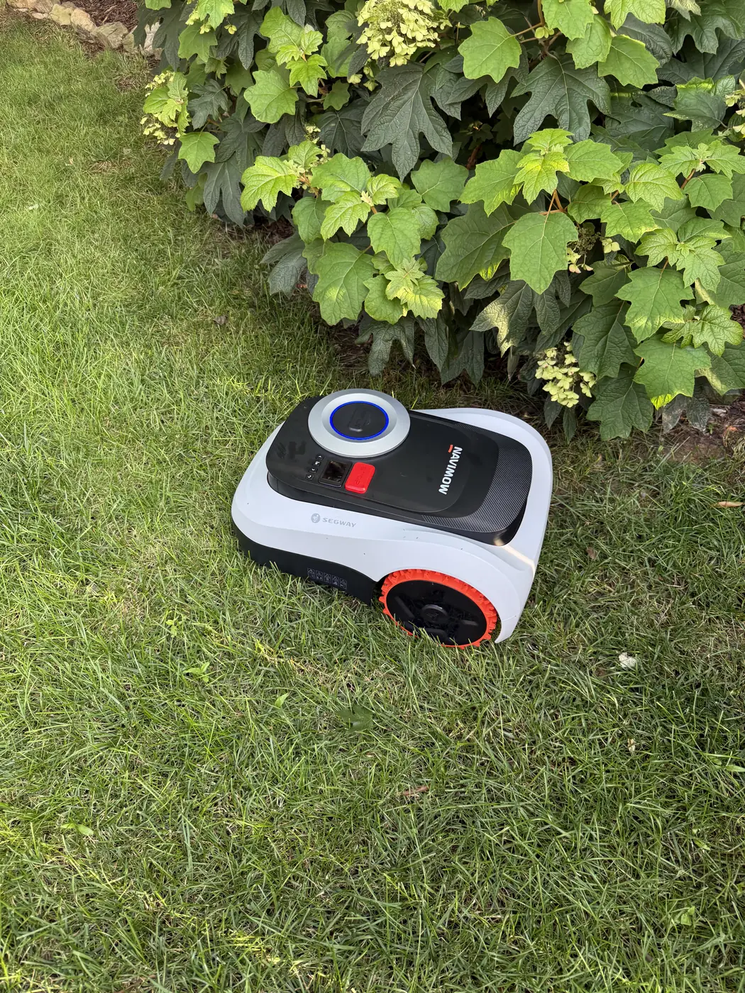Navimow i215 LiDAR tucked in against the base of a large oakleaf hydrangea, cutting the grass up to the edge of the planting bed with the orange cutting disc and off-road wheel visible