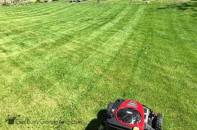 Best Lawn Mower Blades for Stripes