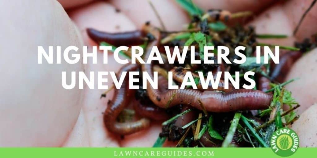 nightcrawlers In Uneven Lawns