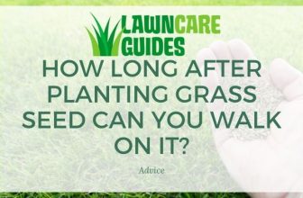 How Long After Planting Grass Seed Can You Walk on It?