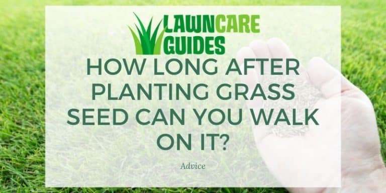 How Long After Planting Grass Seed Can You Walk on It?