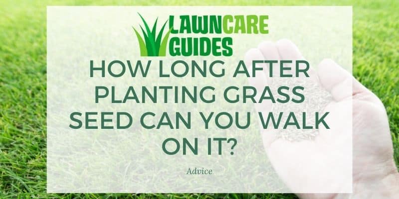 How Long After Planting Grass Seed Can You Walk on It?