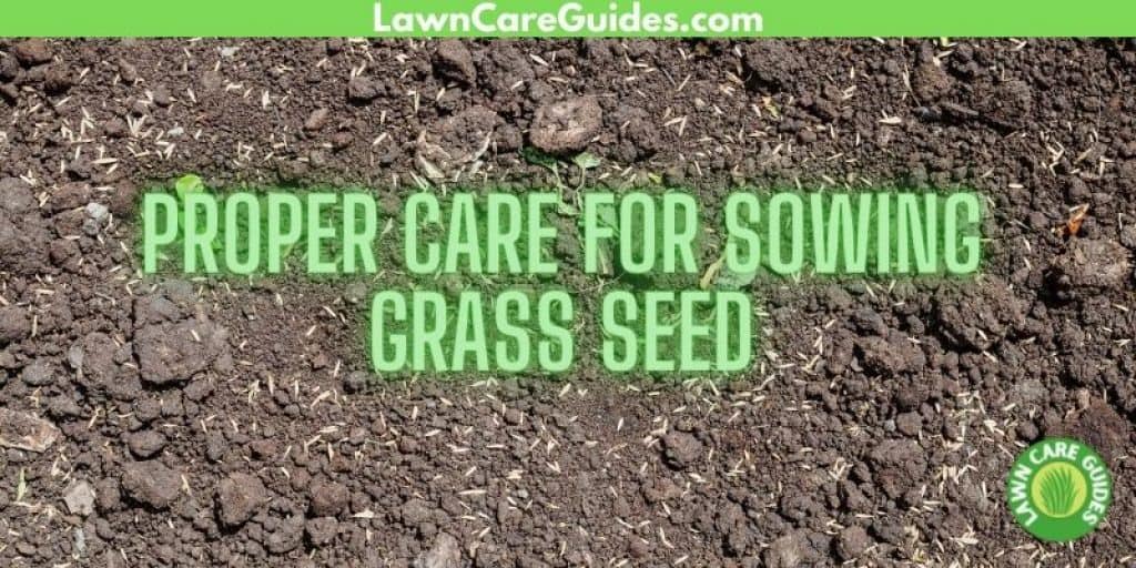 Proper care for sowing grass seed