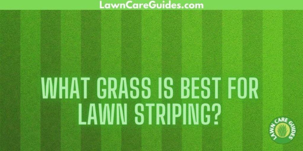 what grass is best for lawn striping?